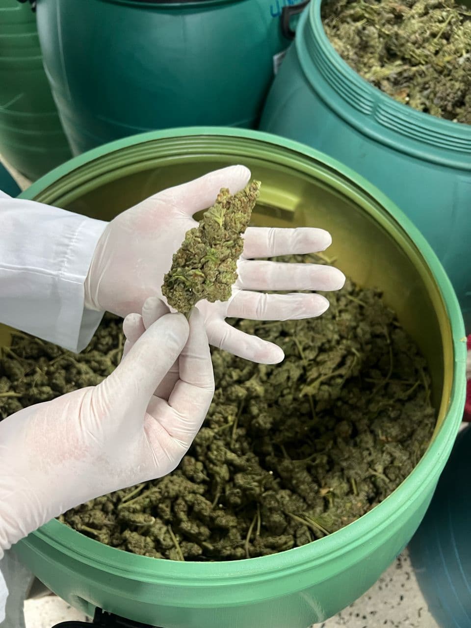 Licensed cannabis cultivation image 2