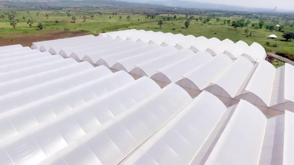 Licensed cannabis cultivation image 7