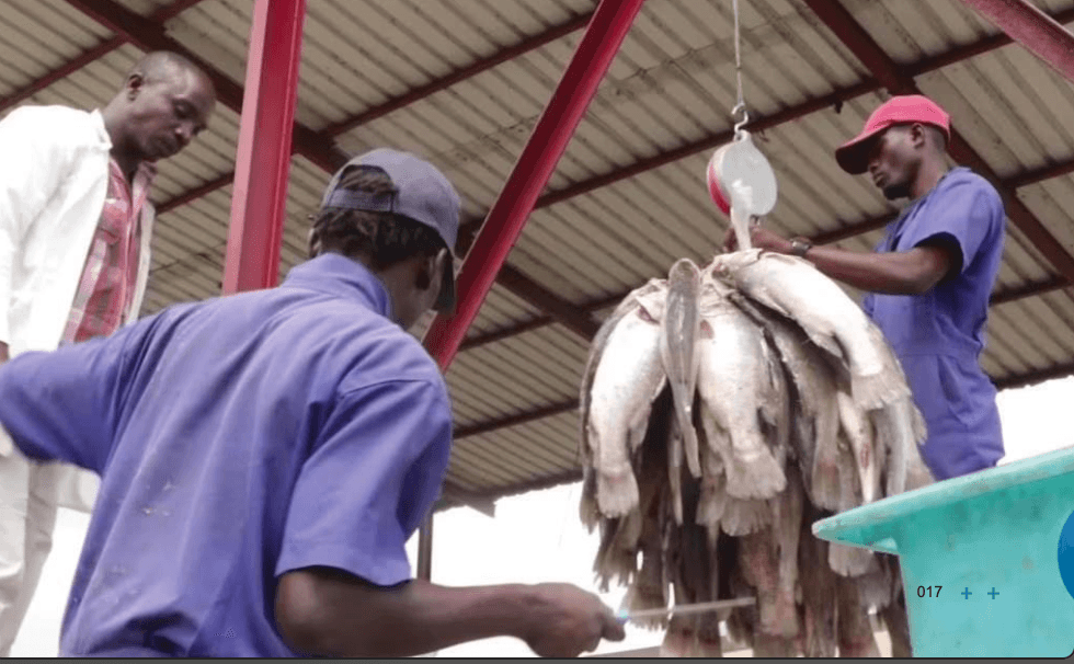 Buweera Planters Limited – Cage Aquaculture image 2