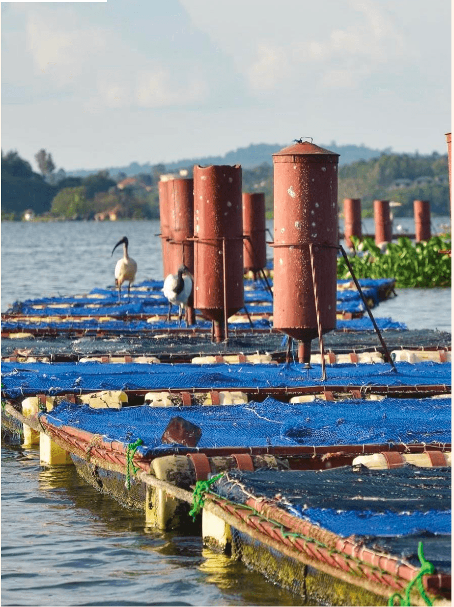 Buweera Planters Limited – Cage Aquaculture image 3