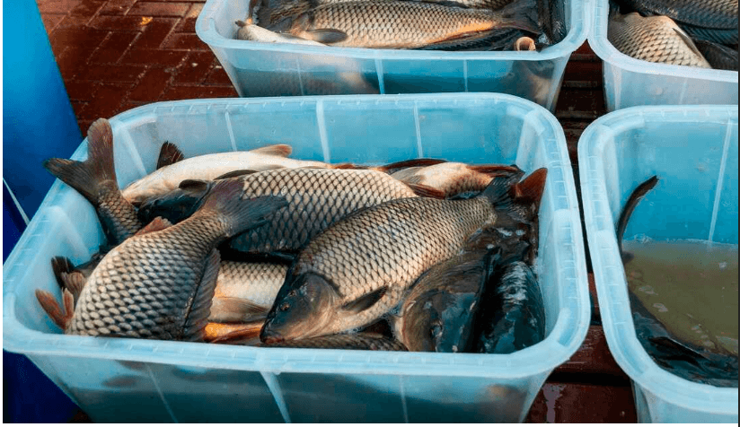 Buweera Planters Limited – Cage Aquaculture image 4